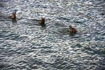 Kaczki nurkujące w rzece © photogam