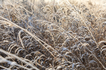 White sparkling frost of ice adorns the branches of dry grass in winter during sunrise in Siberia, Russia
