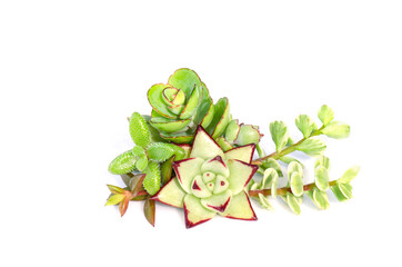 Green with red margin succulent plants arrangement on white background