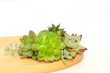 Green with red margin succulent plants arrangement on wooden board on white background