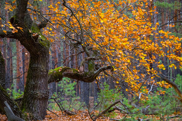 closeup red oak tree in a forest, nice outdoor background