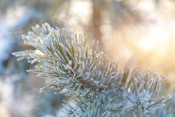 Naklejka na ściany i meble Pine branches covered with hoarfrost in winter during sunrise in Siberia, Russia