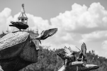 Live nature. Birds in the city.