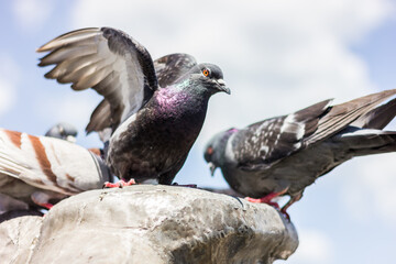Live nature. Birds in the city.