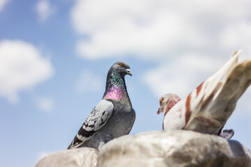 Live nature. Birds in the city.