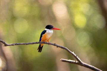 King fisher ( Black capped ) Bird ’s holding on the branch of the tree.