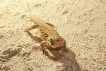 Beautiful Australian Bearded dragon(Pogona vitticeps) walks on sand. Pogona is Agamidae lizard genus endemic to Australia. Beautiful lizard with spikes of sand color. Endangered not poisonous reptile