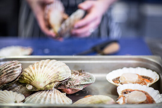 Preparing scallops