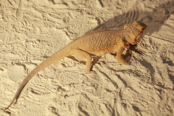 Beautiful Australian Bearded dragon (Pogona vitticeps) walks on sand. Pogona is Agamidae lizard genus endemic to Australia. Beautiful lizard with spikes of sand color. Endangered not poisonous reptile