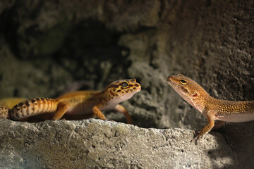 A couple of geckos on the stone, looked at each other.