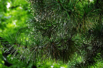 松葉に宿る雨
