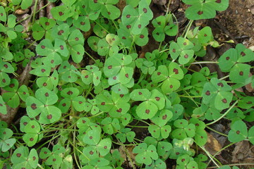 Spotted Medick (Medicago arabica)