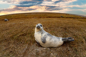 grey seal puppy while relaxing on the beach in Great Britain