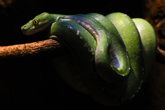 Green tree python snake (Morelia viridis) coiled around branch
