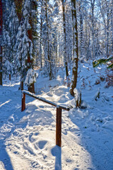 Zimowy ośnieżony las w słońcu. Winter mountain forest. (Beskid Niski)