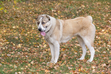 Cute central asian shepherd dog puppy is standing in the autumn park. Pet animals.