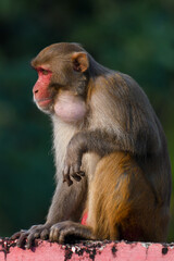 japanese macaque with baby