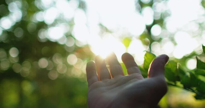 Forest sunrise. Nature communication. Inspiration recreation. Hope faith. Caring man hand reaching out bokeh light beam throught blur green tree leaves with lens flare on sky background.