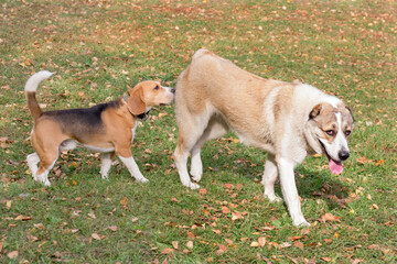 English beagle puppy and asian shepherd dog puppy are walking in the autumn park. Pet animals.