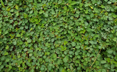 Fototapeta premium creeping tick trefoil (Grona triflora), green leaf bed