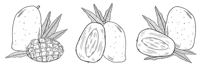 Three compositions of a whole mango and halves of fruit on a background of leaves. Black outline image on a white background. Doodle style.