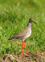 Common Redshank, Tureluur, Tringa totanus