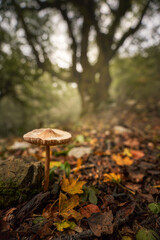 Mushroom 