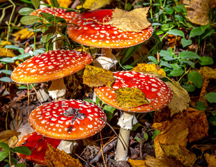 Close-up view of red and white mushrooms among grass and leaves