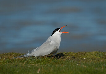 Common Tern, Visdief, Sterna hirundo