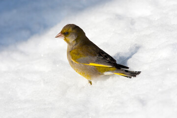 Groenling, European Greenfinch, Carduelis chloris