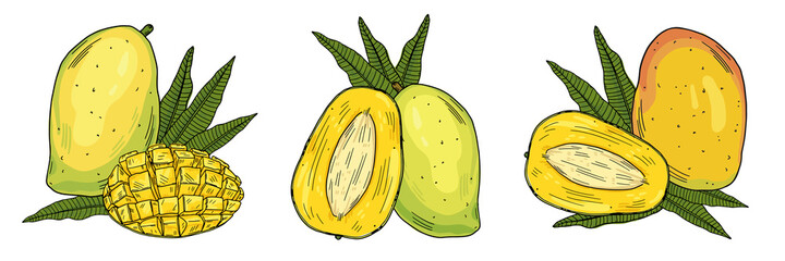 Three compositions of a whole mango and halves of fruit on a background of leaves. Color image on a white background. Doodle style.