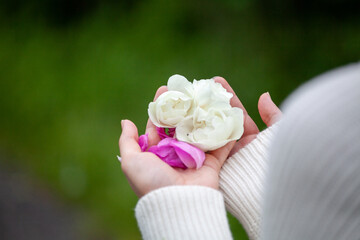 White and pink rose petals in the palms of a young woman.