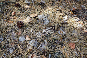 Pine needles on the ground, top view. Close-up of needles and cones at undergrowth