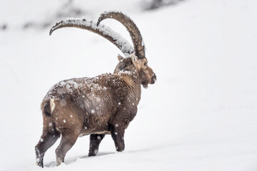 Alpine ibex male under snowflakes (Capra ibex)