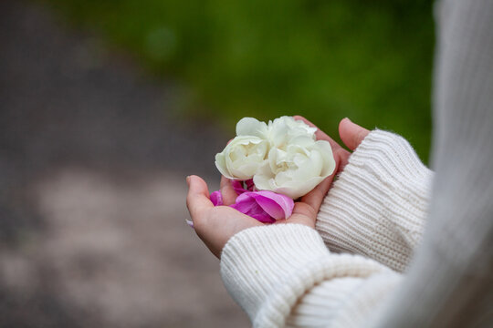 White and pink rose petals in the palms of a young woman.