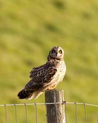 Velduil; Short-eared Owl; Asio flammeus