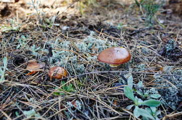 Wild mushrooms in autumn forest. Family name Boletaceae, Scientific name Suillus