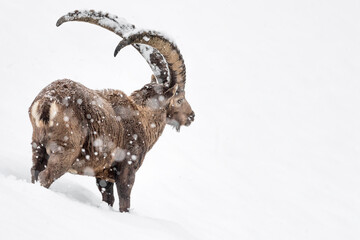 Beautiful portrait of Alpine ibex under snowfall (Capra ibex)