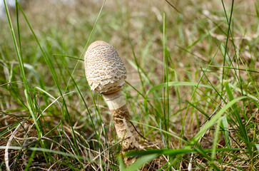 Toxic and hallucinogen mushroom in undergrowth on autumn forest background. Selective focus, blurred background