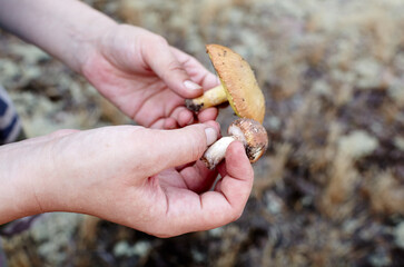 The female hand holds a mushrooms collected in the forest. Picking wild mushrooms in autumn forest. Family name Boletaceae, Scientific name Suillus
