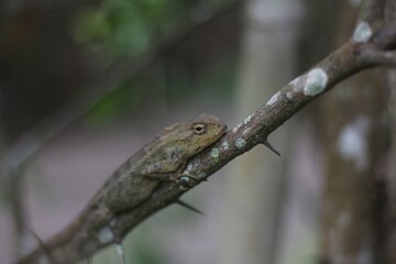 Naklejka na ściany i meble close-up sighting of a chameleon on a tree branch