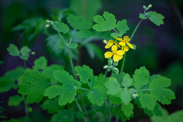 Chelidonium majus, commonly known as greater celandine, is a perennial herbaceous plant in the poppy family. It is one of two species in the genus Chelidonium.