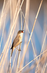 Sedge Warbler, Acrocephalus schoenobaenus