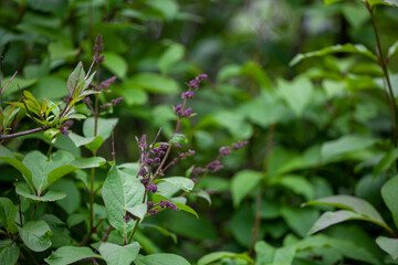 Callicarpa is a genus of shrubs and small trees in the family Lamiaceae.