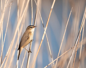 Sedge Warbler, Acrocephalus schoenobaenus