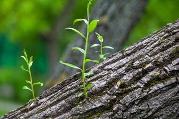 On the trunk of a weeping willow growing to the side, green vertical shoots have grown in spring. Willows, also called sallows and osiers, form the genus Salix. 