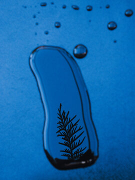 Reflection of a fir branch in drop of water on blue background