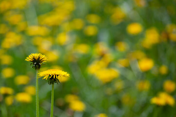 The concept of relationships between people through a pair of dandelions.