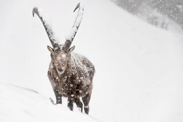 The King of the Alps mountains in the snow (Capra ibex)