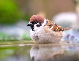 Eurasian Tree Sparrow, Passer montanus